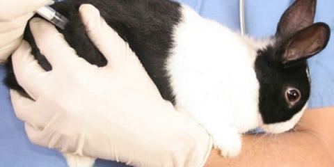 Na koje bolesti su podložni ukrasni zečevi?